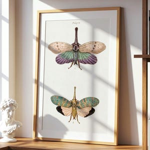 Lanternfly Print: Vintage Insect Illustration, Scientific Art