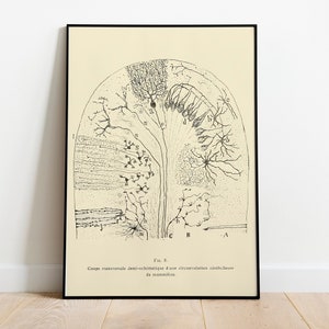 Antique Brain Anatomy by Ramon Santiago Art Print: Neuron Drawing, Neuroscience Decor