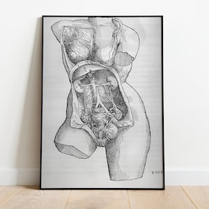 Dames anatomie print, zwart-wit, vintage anatomie, vrouwenlichaam, spieren poster, anatomie print, medische anatomie, wetenschap poster