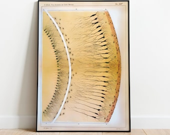 Antyczny wydruk sztuki anatomii mózgu: Ramon Santiago, Rysunek neuronu, Wystrój neurobiologiczny