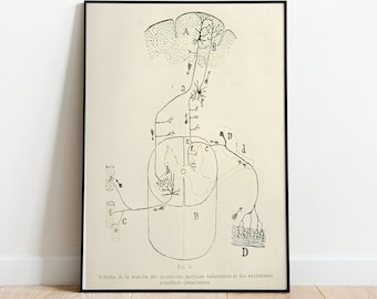 Anatomia mózgu w stylu antycznym autorstwa Ramona Santiago. Wydruk artystyczny: Rysunek neuronu, dekoracja poświęcona neuronauce.