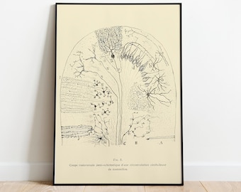 Anatomia mózgu w stylu antycznym autorstwa Ramona Santiago. Wydruk artystyczny: Rysunek neuronu, dekoracja poświęcona neuronauce.