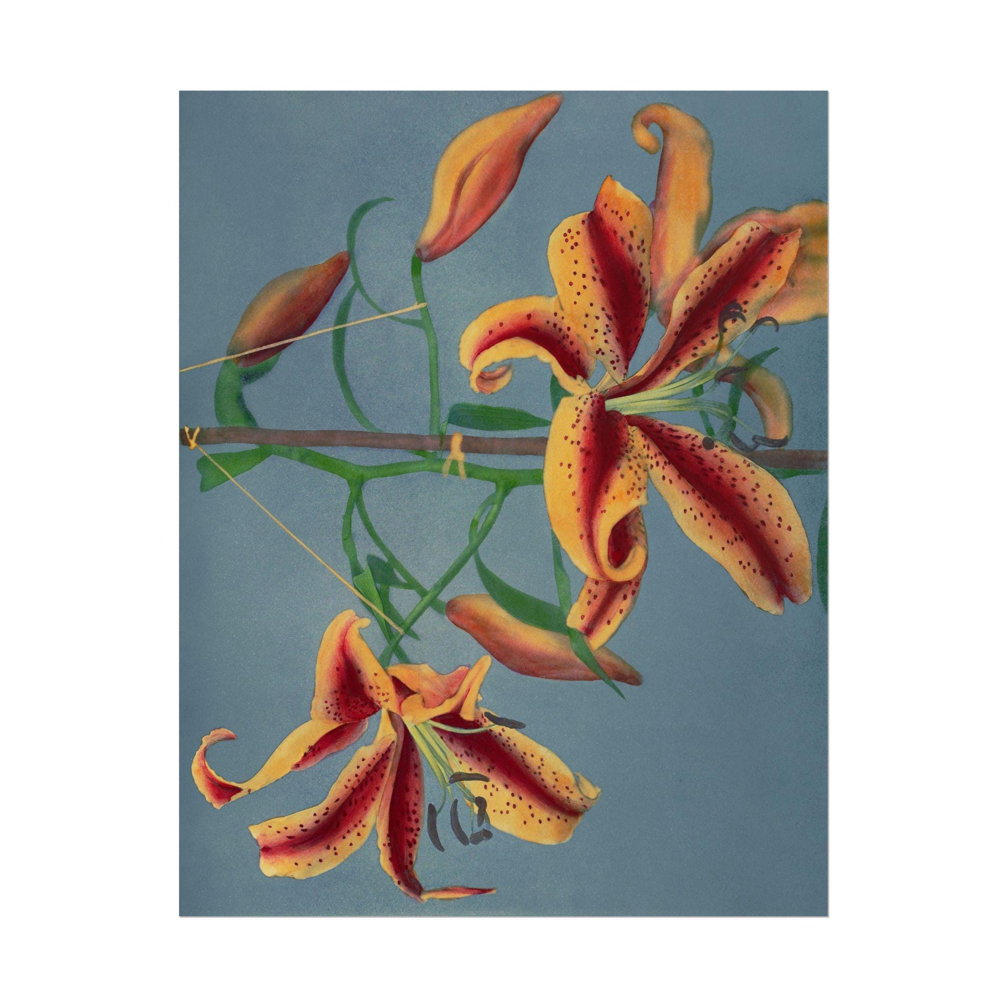 Lily Hand-colored Collotype Print (1896) by Kazumasa Ogawa