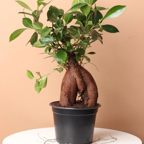 Ficus Microcarpa ‘Ginseng’ Live 6”