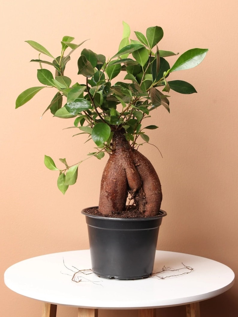 Ficus Microcarpa Ginseng Live 6 image 1