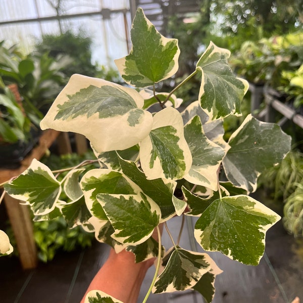 4” Algerian Ivy - Variegated Algerian Ivy