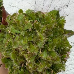 3” Drosera Spathulata- Carnivorous Plant