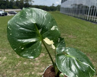 6” Monstera Thai Constellation
