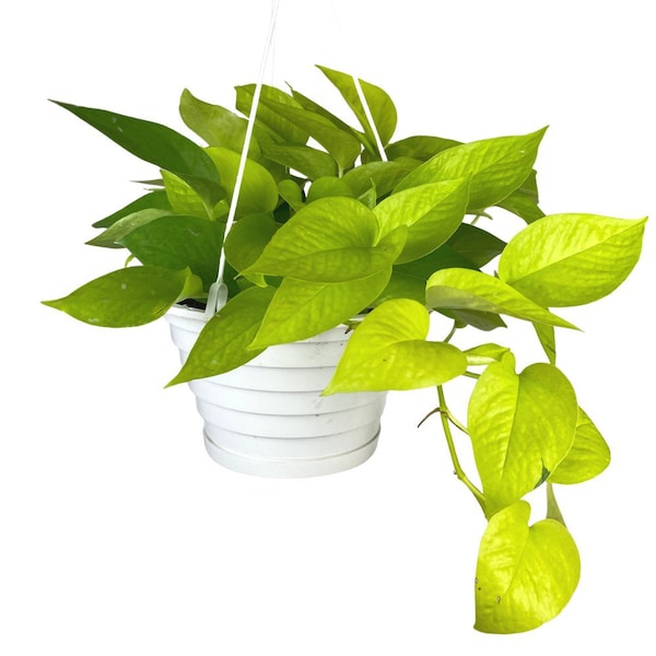 8” Neon Pothos