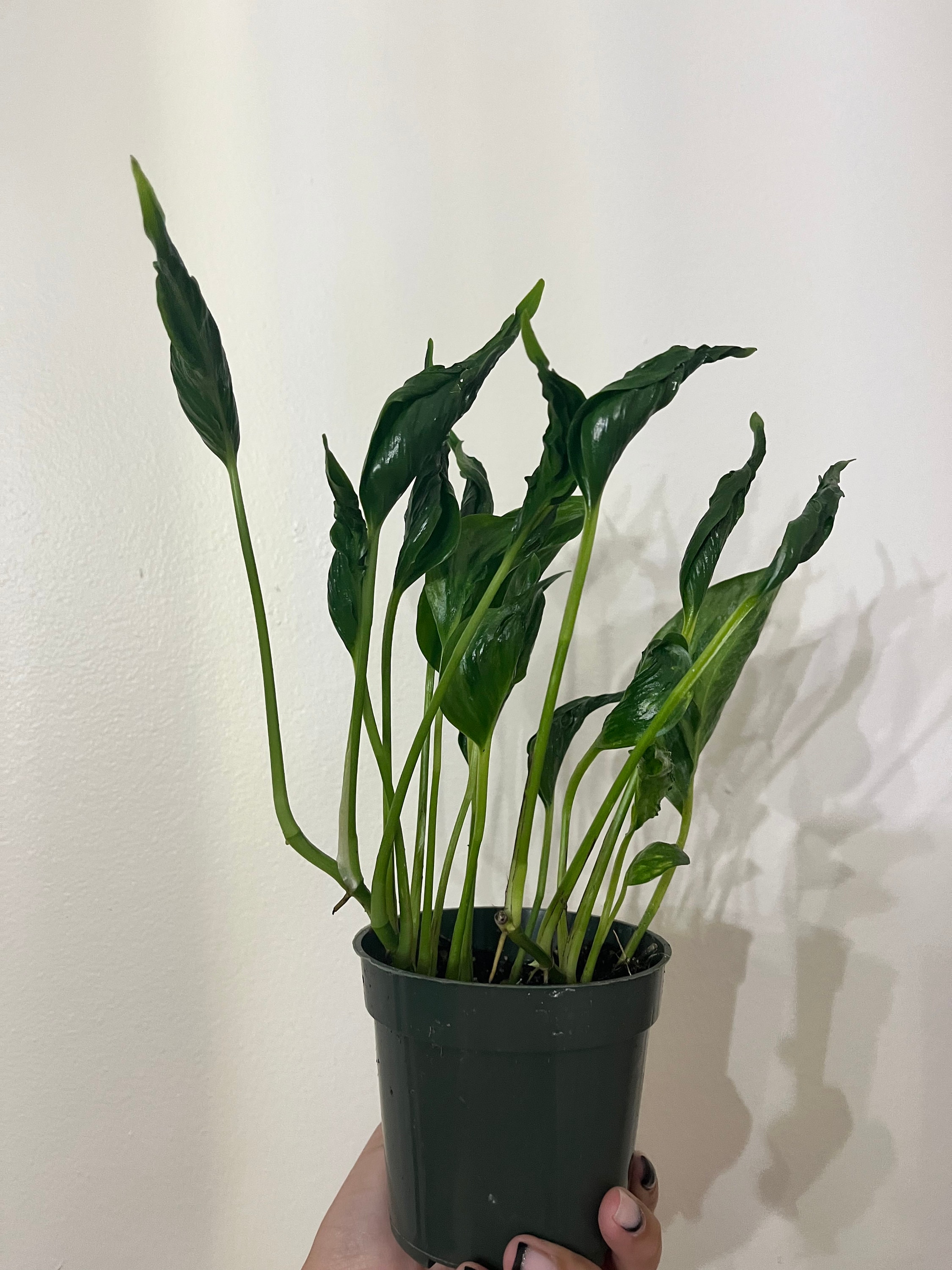 4 Shangri La Pothos - Epipremnum - Etsy Hong Kong