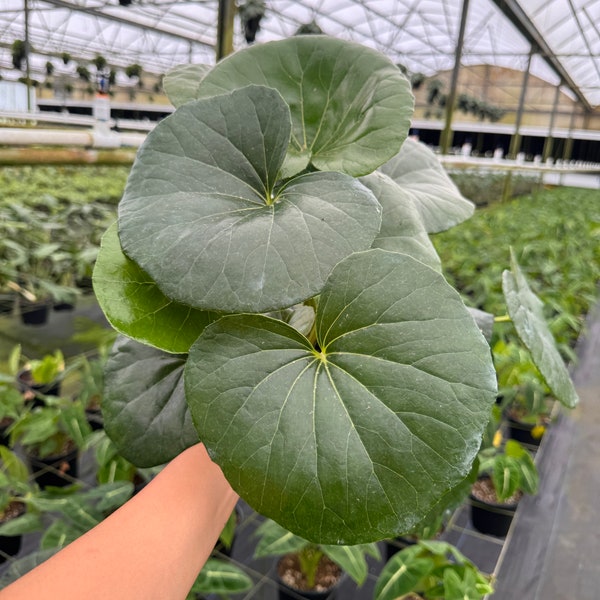 6” Tractor Seat sp. Farfugium