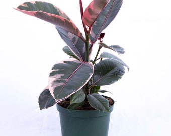 6” Ficus Elastica ‘Ruby’ - Live - Easy Houseplant