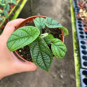 Piper Parmatum 4”