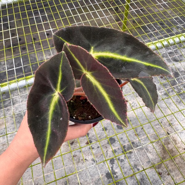 04” Begonia Listada