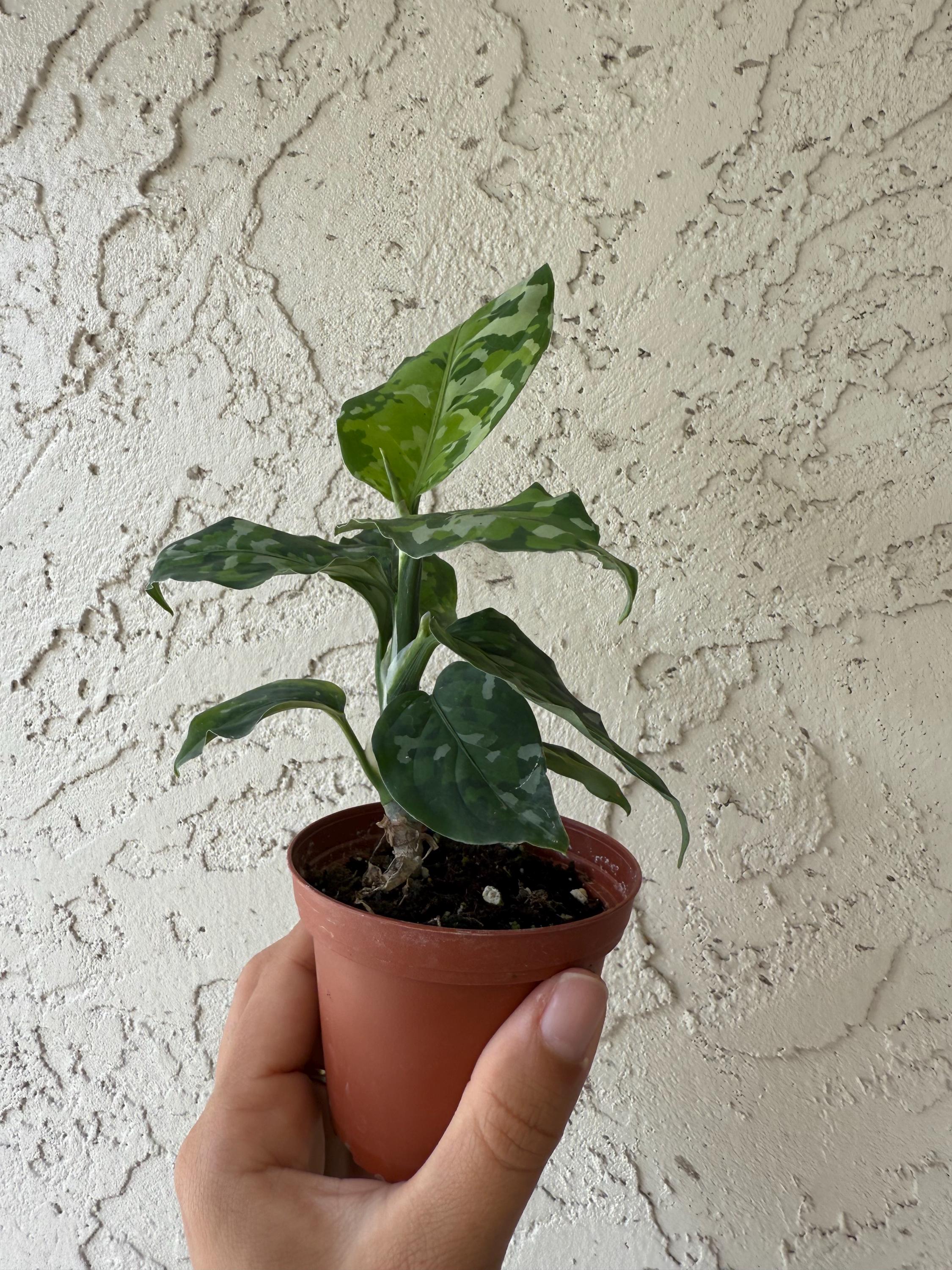 3” Aglaonema Pictum Tricolor - Etsy Canada