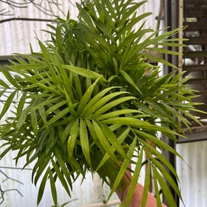 6” Palm Neanthe Bella