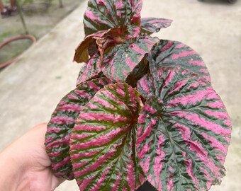 06” Begonia Brevirimosa Exotica