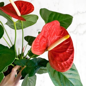 6” Anthurium ‘Red’ with Flowers
