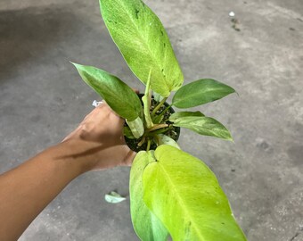 4” Philodendron Snowdrift