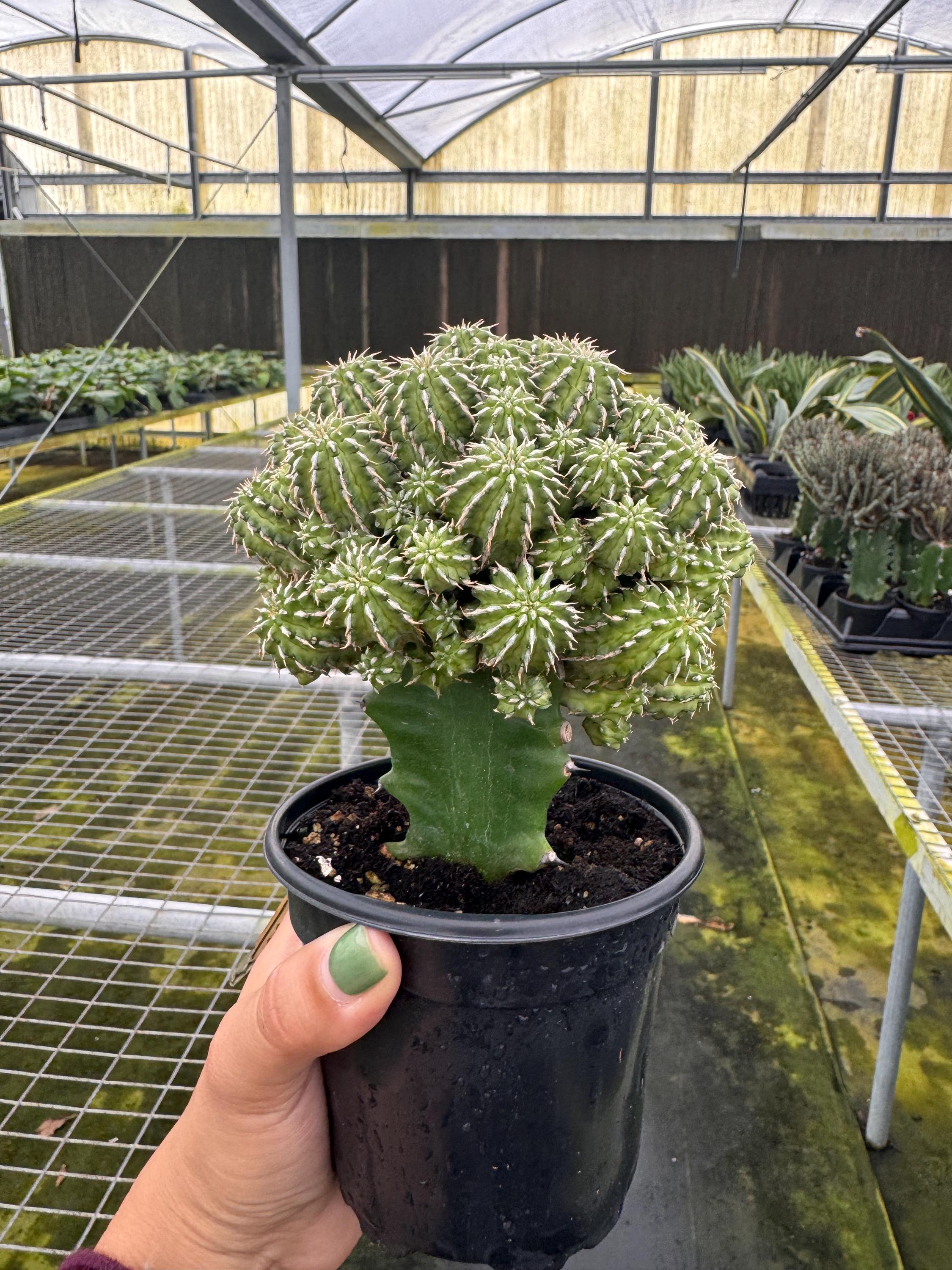 4 Rebutia Heliosa Var. Condorensis - Etsy