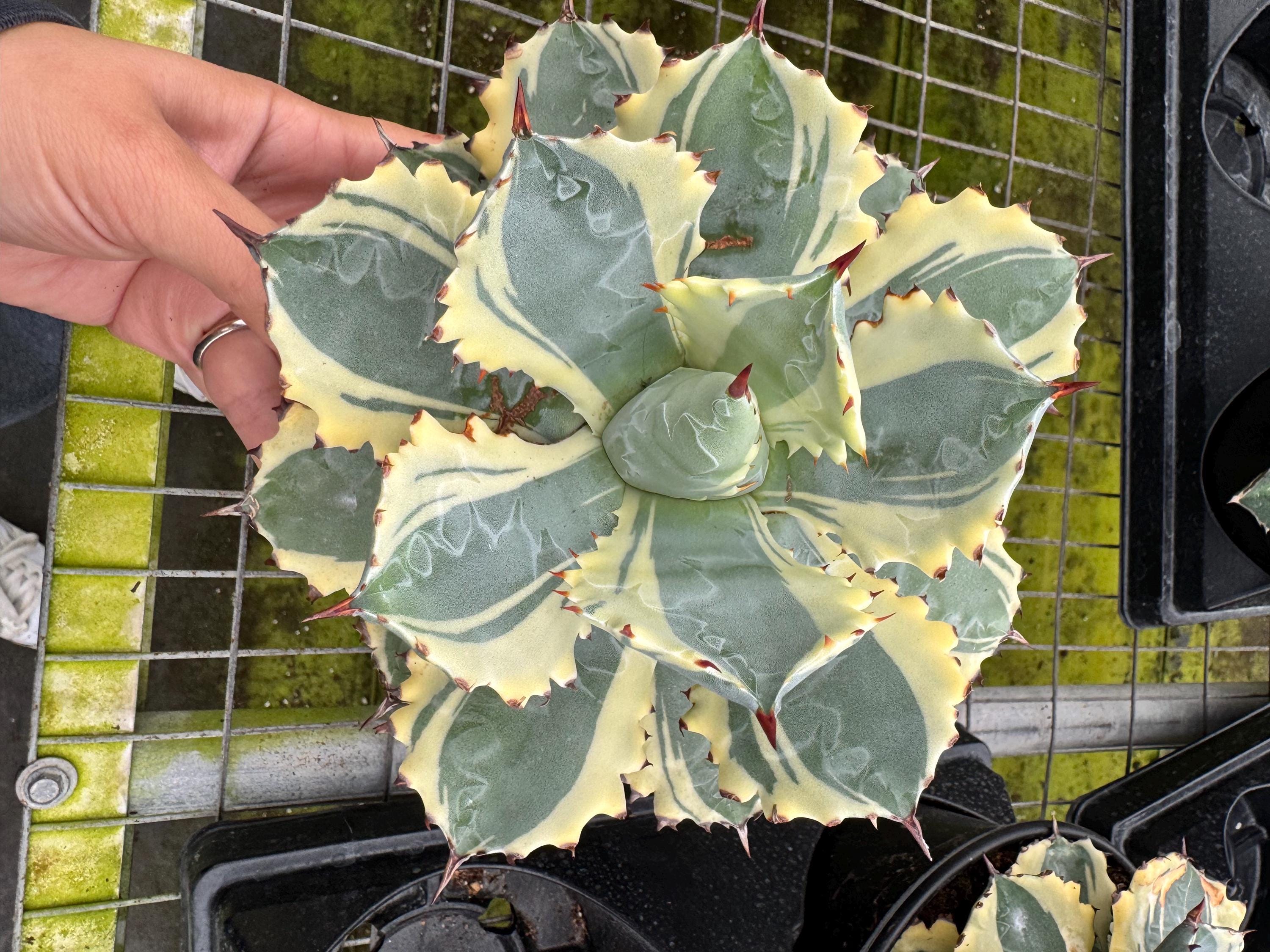 6” Agave Dwarf Butterfly Variegated - Etsy