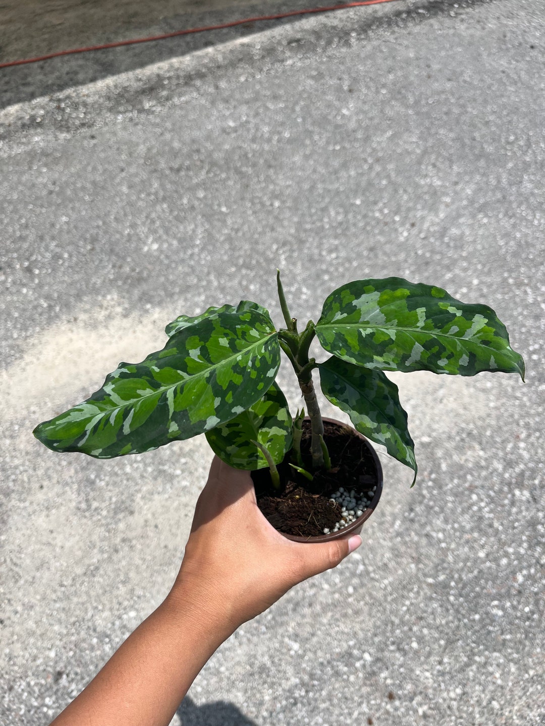 4 Aglaonema Pictum Tricolor - Etsy