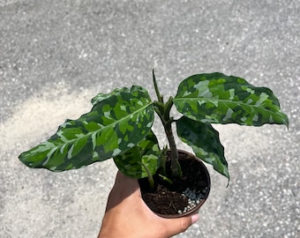 4” Aglaonema Pictum Tricolor