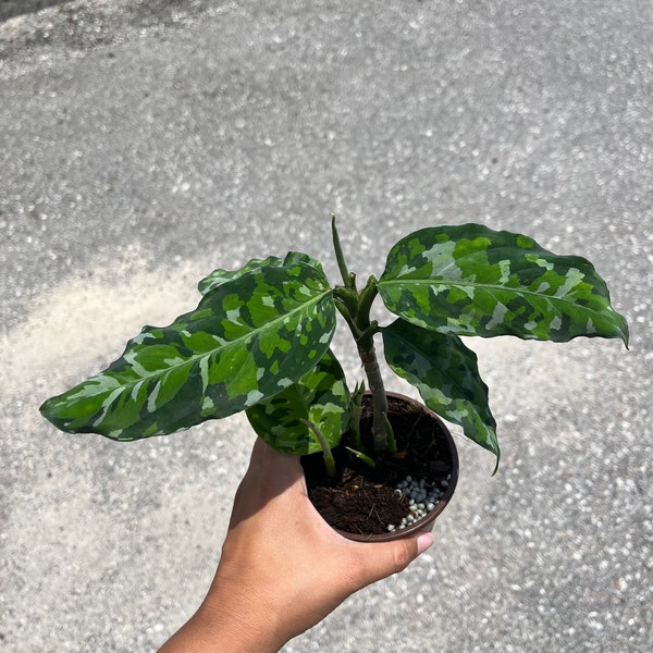 4” Aglaonema Pictum Tricolor