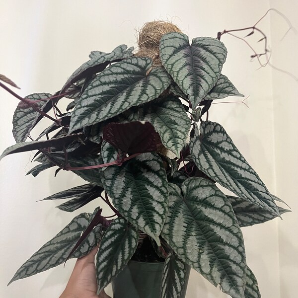 6” Cissus Discolor on totem - Rex Begonia Vine