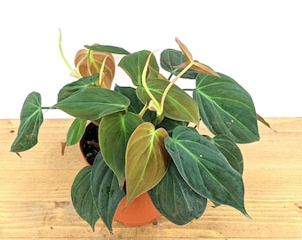 6” Micans - Velvet Leaf