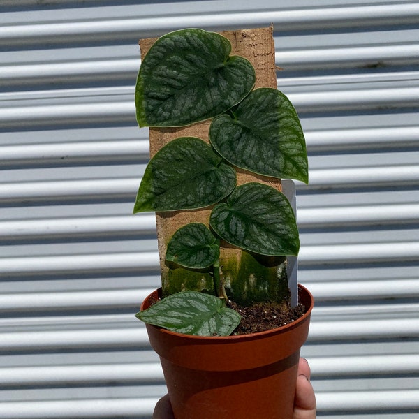 04” Monstera Dubia (Shingle Plant)