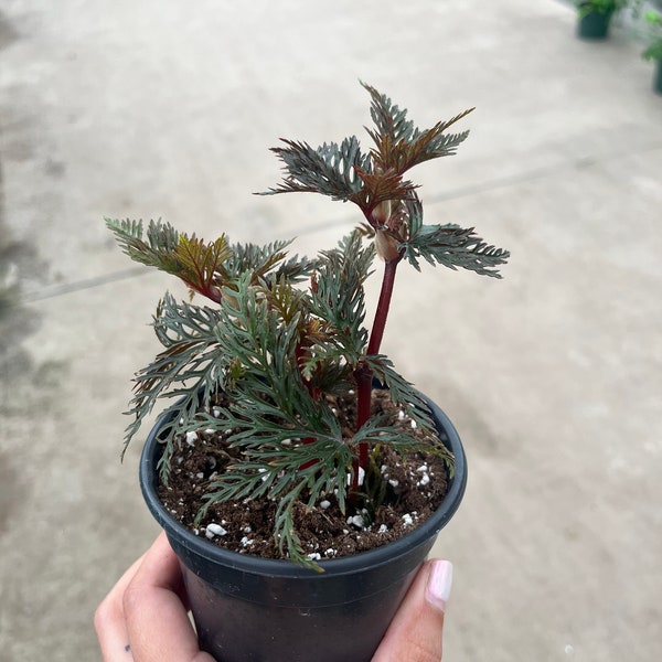 4” Begonia Bipinnatifida