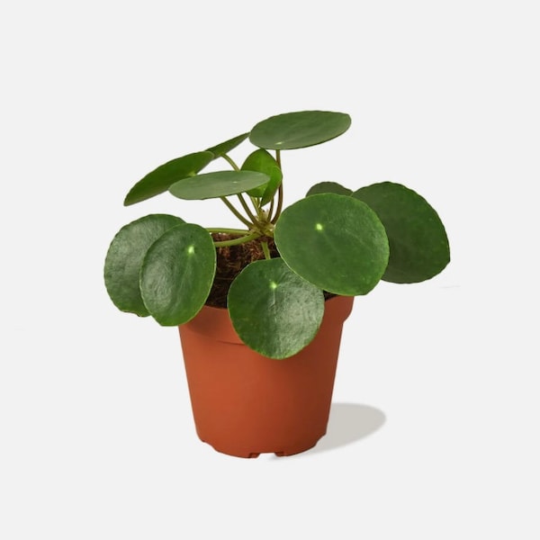 4” Pilea Peperomioides ‘Chinese Money’