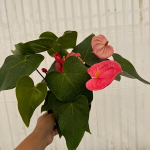 6” Anthurium ‘Pink’ with Flowers