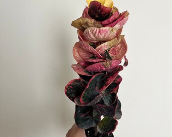 4” Rose Croton - rare - Sale of The Week