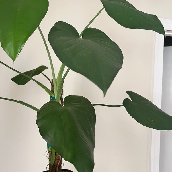 8” Syngonium Chiapense on Pole - exact plant