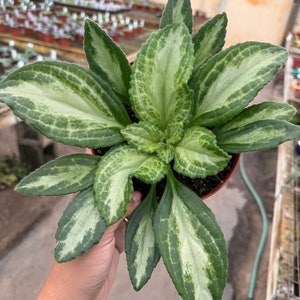 6” Primulina Destiny