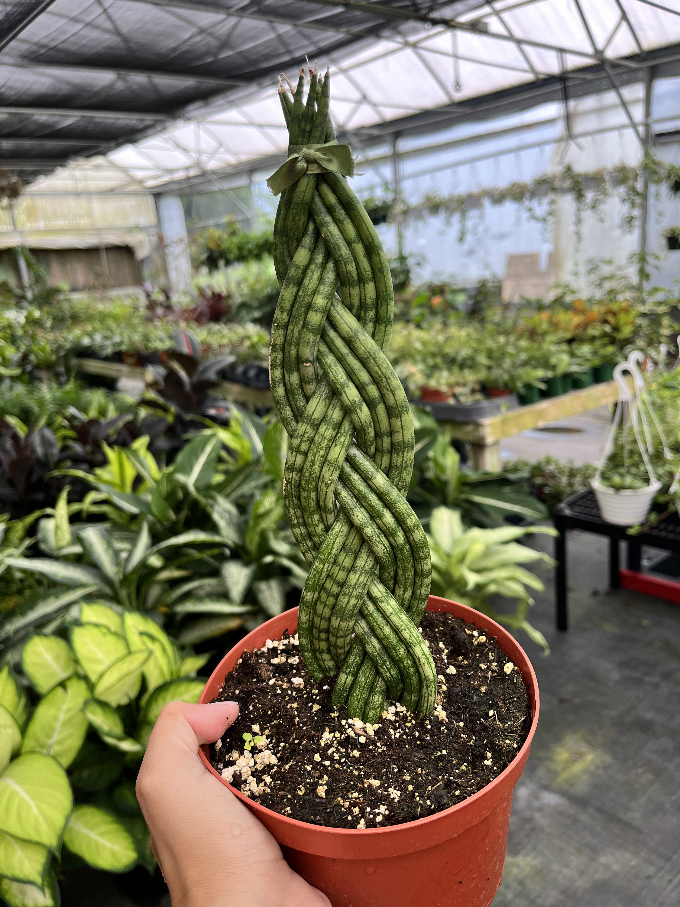 6 Sansevieria Cylindrica - Braided - Etsy.de