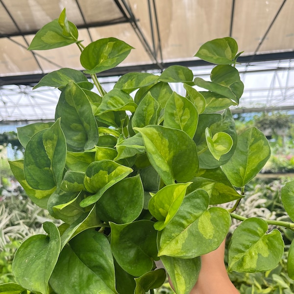 6” Emerald Green Pothos