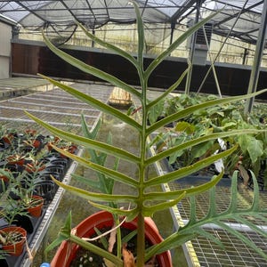 4” Philodendron Tortum