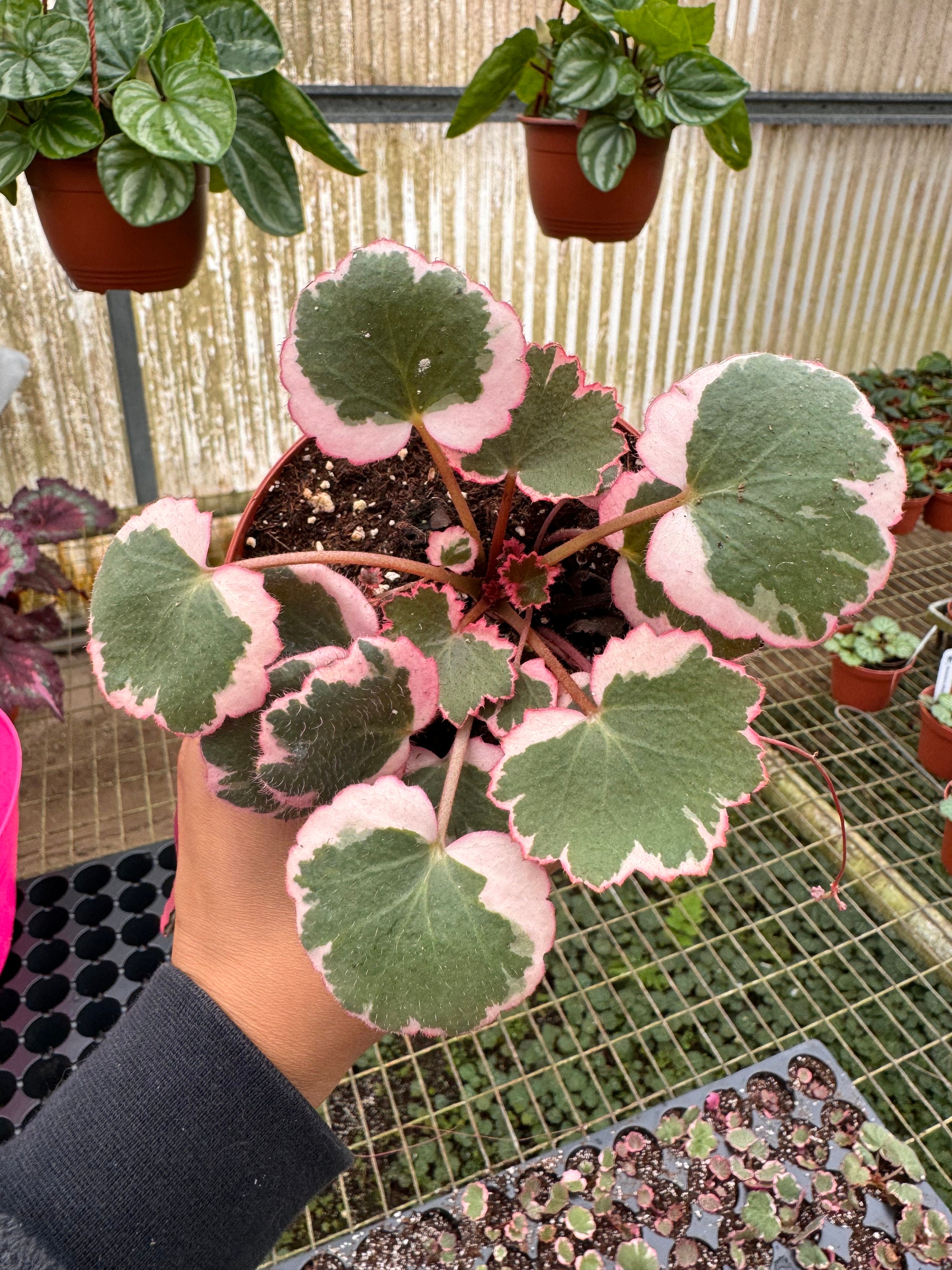 4” Variegated Strawberry begonia