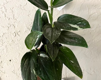 4” Monstera Standleyana Albo