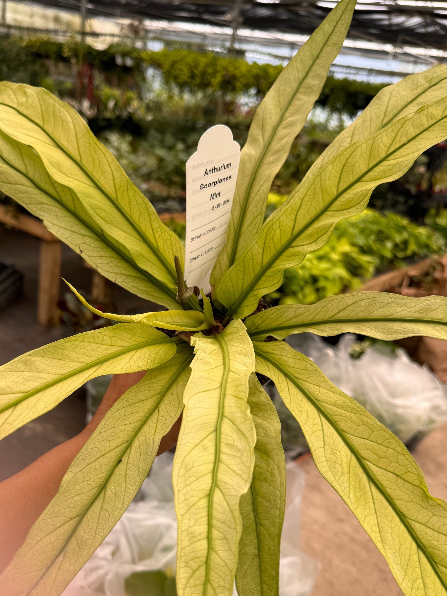 6” Anthurium Scorpiones Mint - Etsy 日本