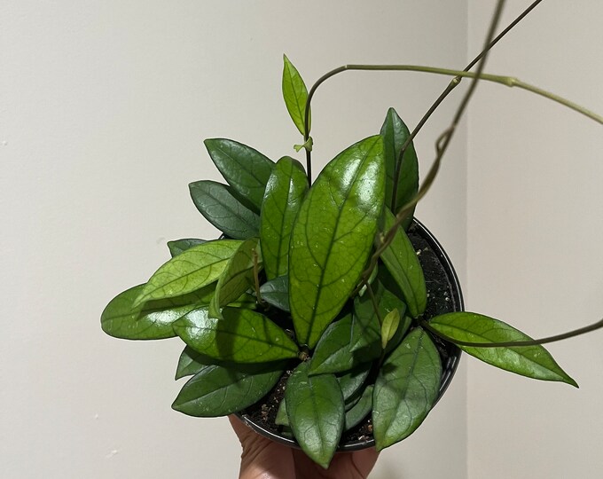 6 Hoya Crassipetiolata - Etsy