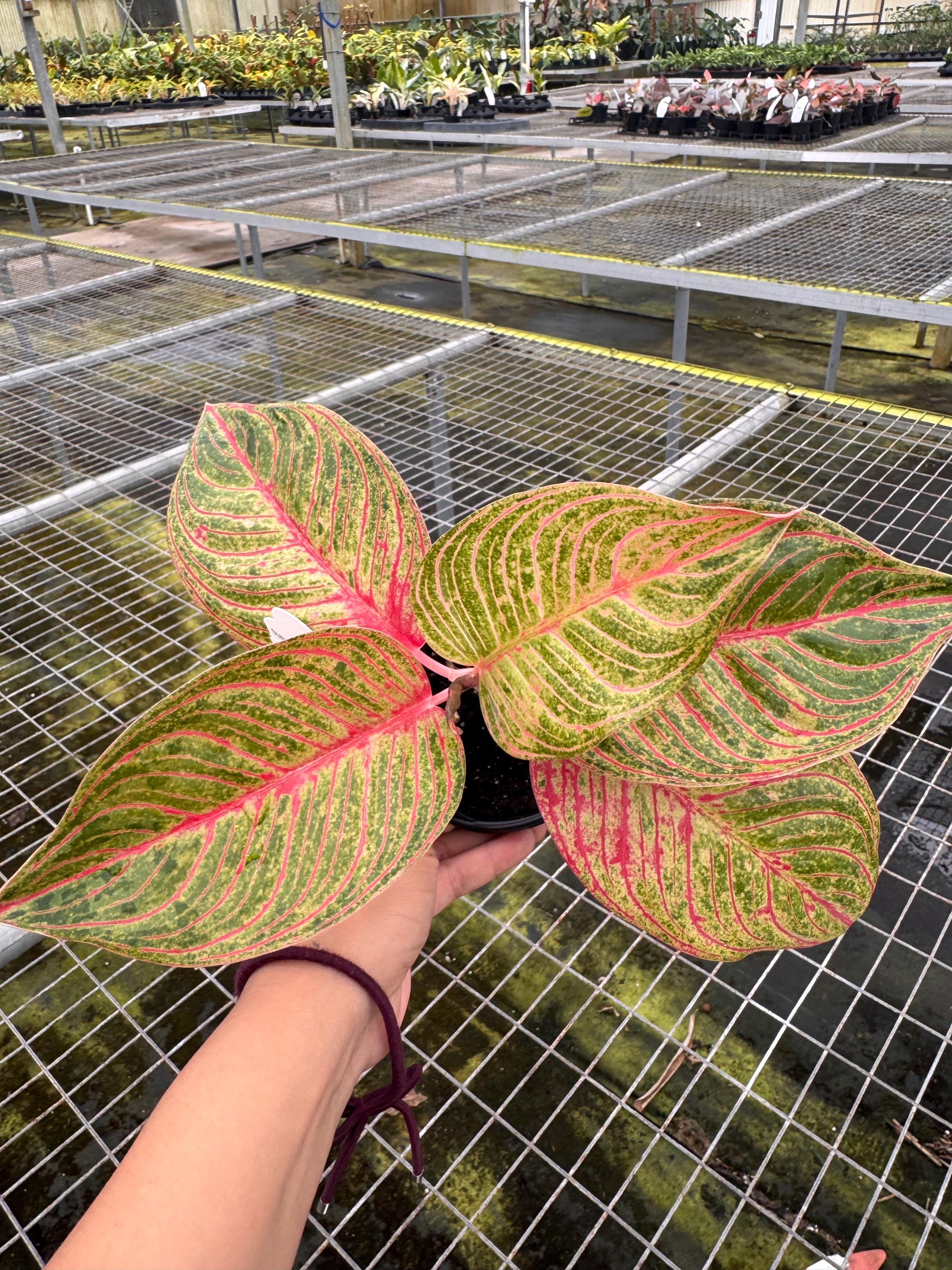 その他観葉植物 Aglaonema Hughes 4” Aglaonema Hughes - Etsy