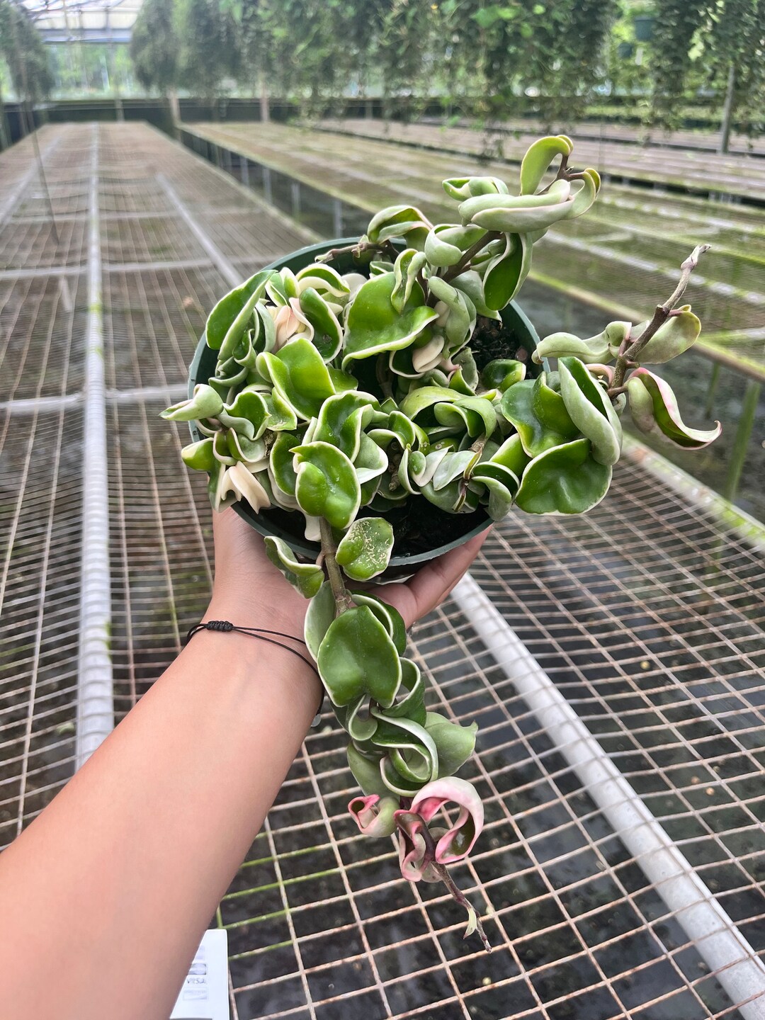 6 Variegated Hindu Rope Etsy