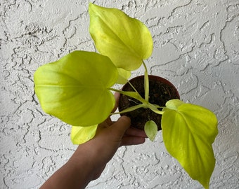 4” Philodendron Warscewiczii