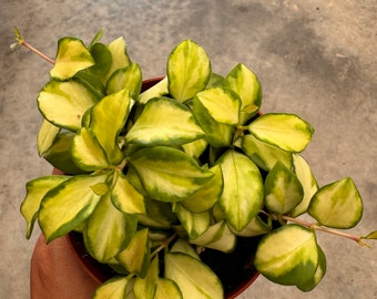 4” Hoya Heuschkeliana Variegated