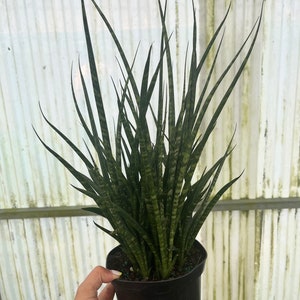 06” Sansevieria Fernwood