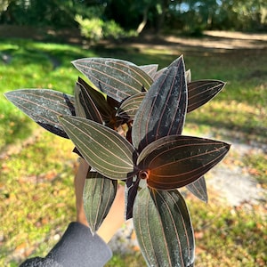 04” Jewel Orchid